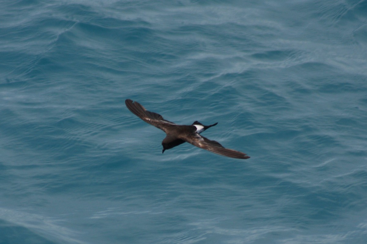 Wilson's Storm-Petrel - ML620808042