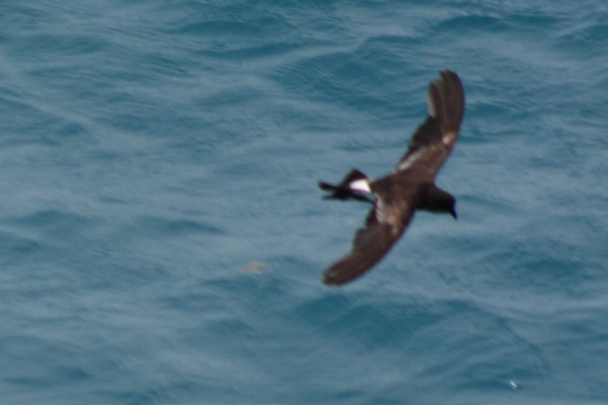 Wilson's Storm-Petrel - ML620808043