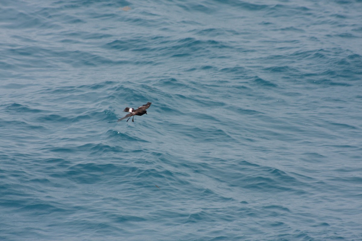 黃蹼洋海燕 - ML620808044