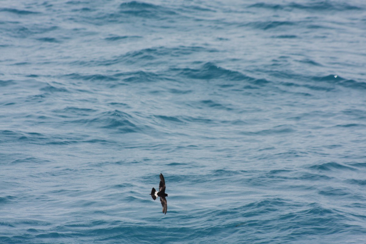 Wilson's Storm-Petrel - ML620808045