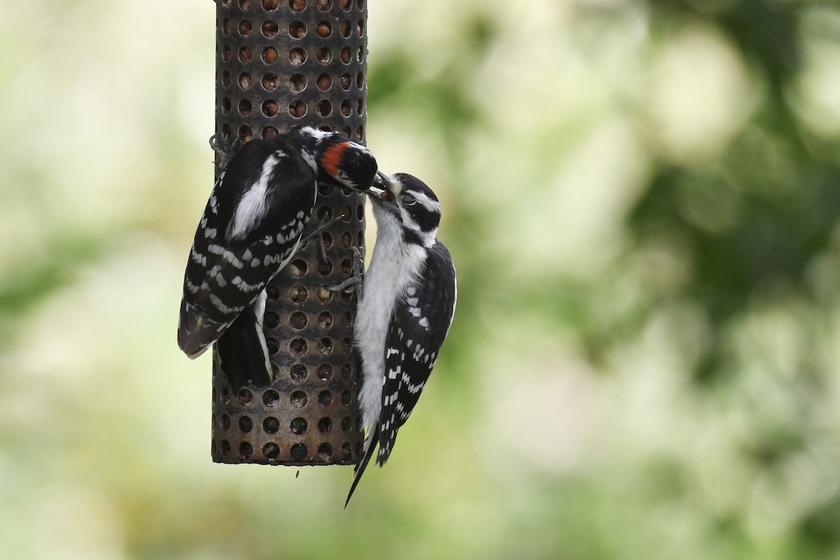 Downy Woodpecker - Christiane Hébert