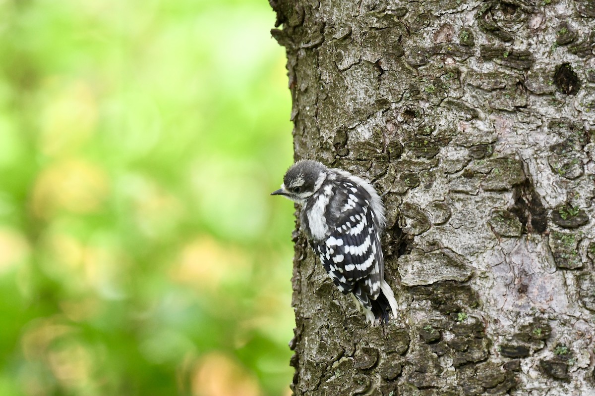 Downy Woodpecker - ML620808048