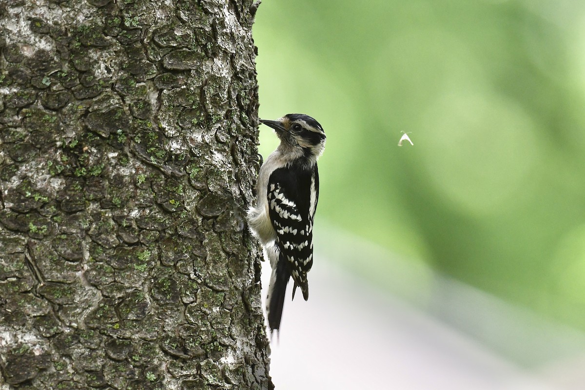 Downy Woodpecker - ML620808050