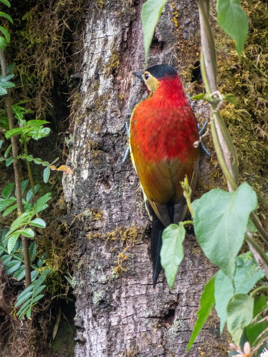 Crimson-mantled Woodpecker - ML620808059