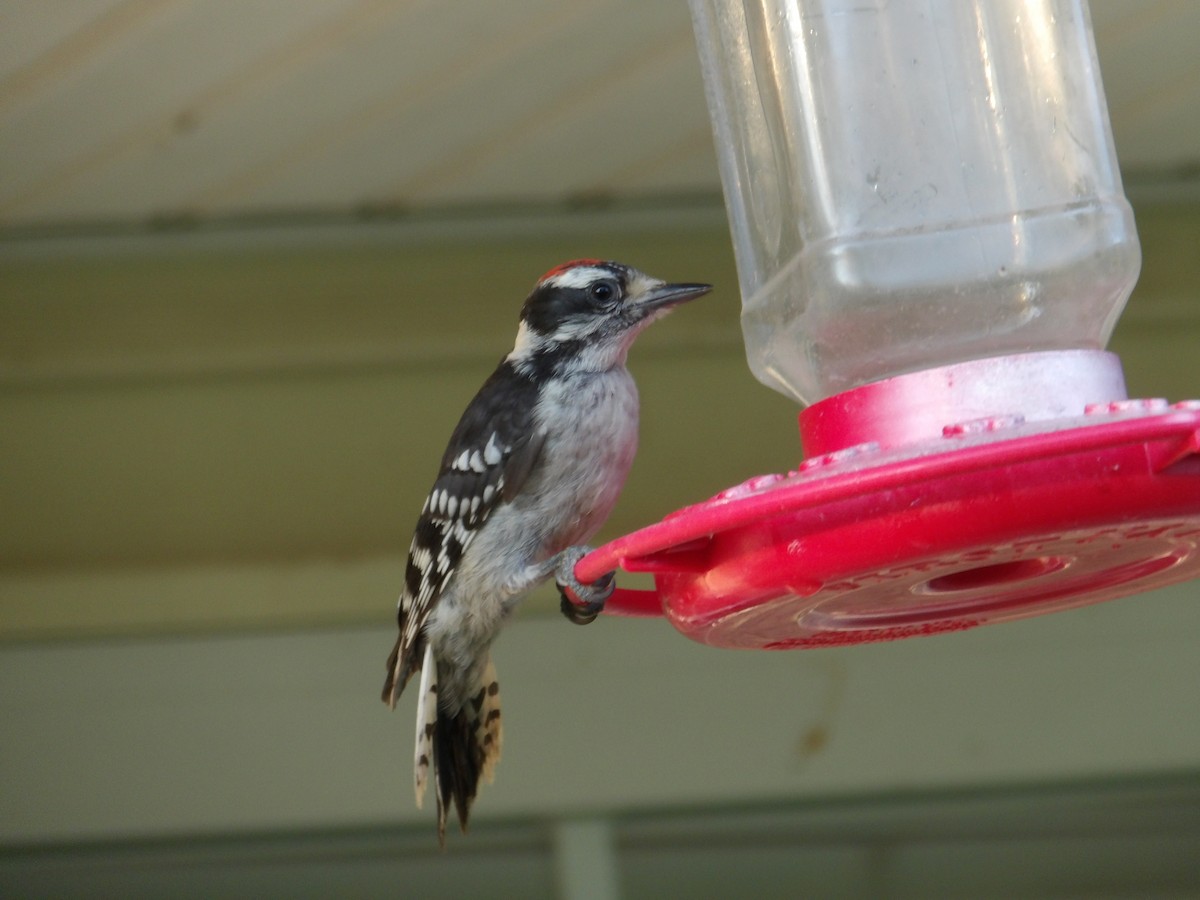 Red-bellied Woodpecker - ML620808062