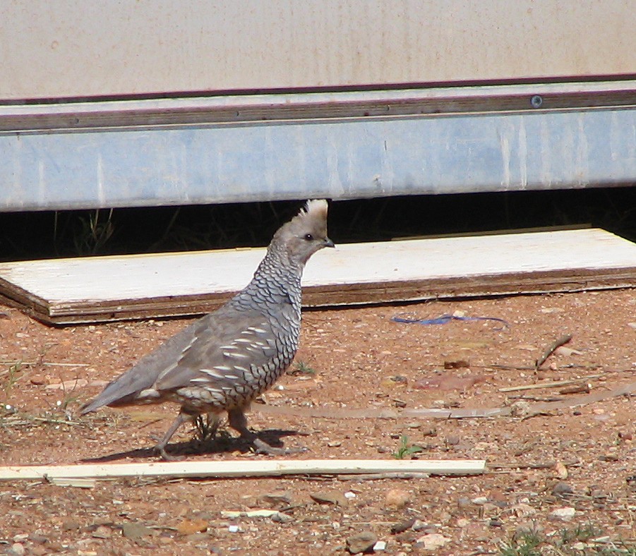 Scaled Quail - ML620808071