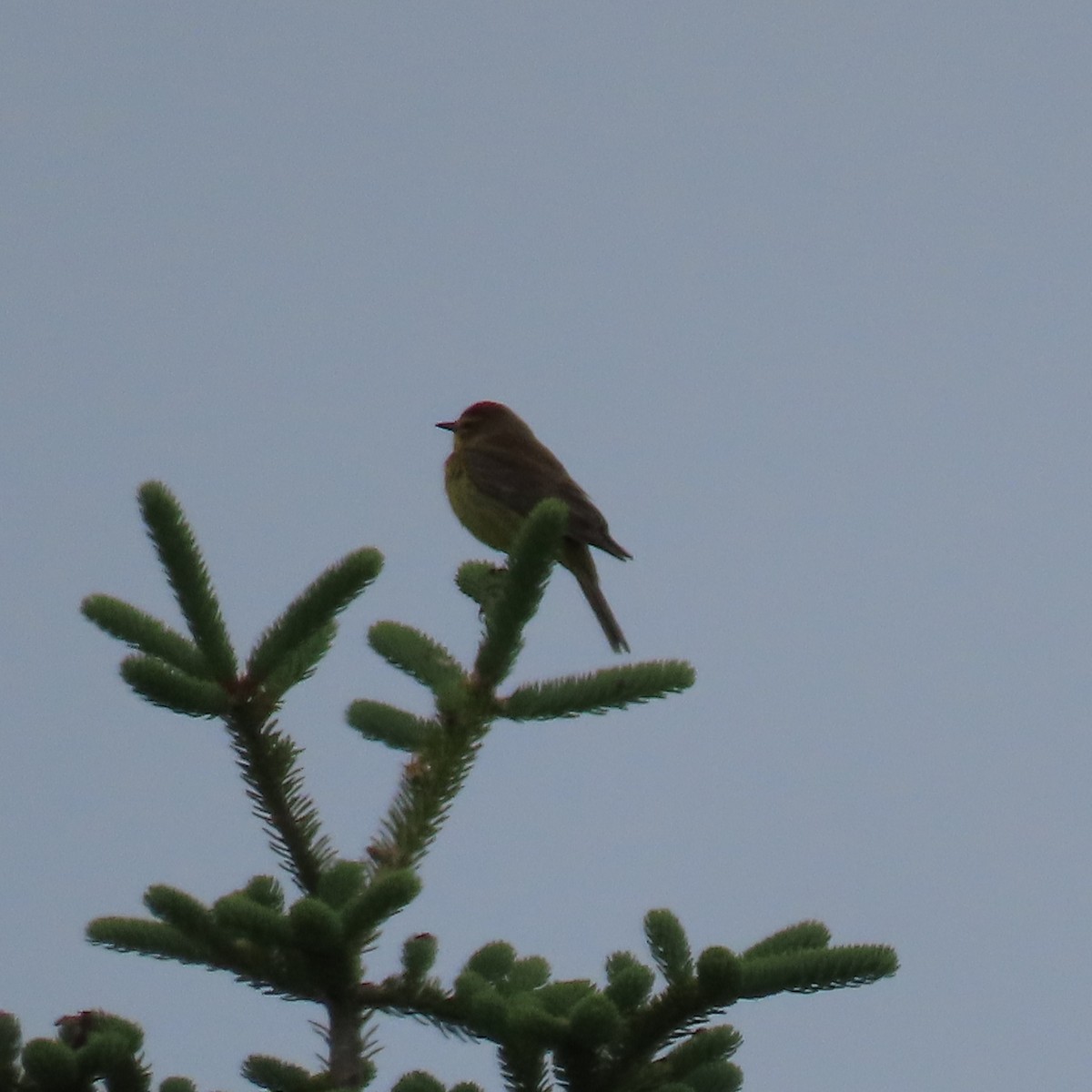 Paruline à couronne rousse - ML620808074