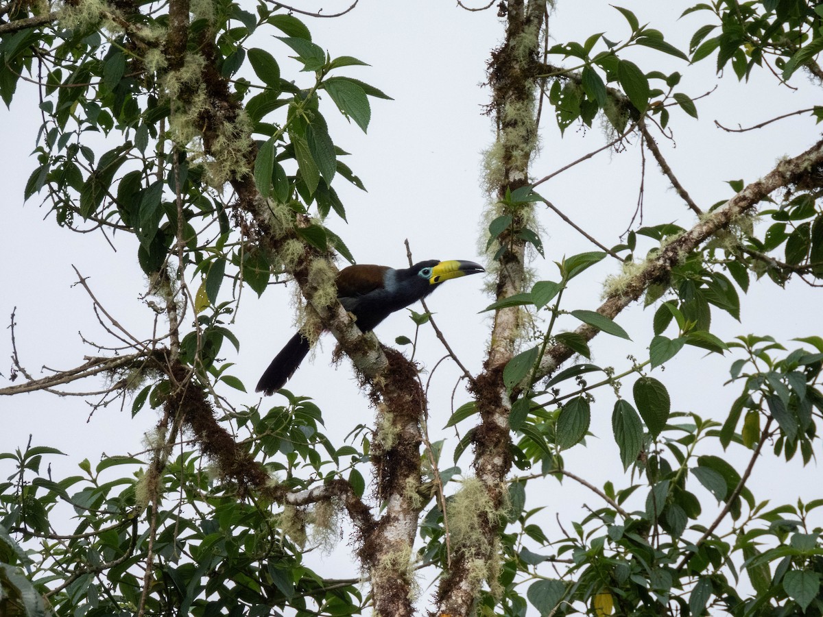Hooded Mountain Tanager - ML620808075