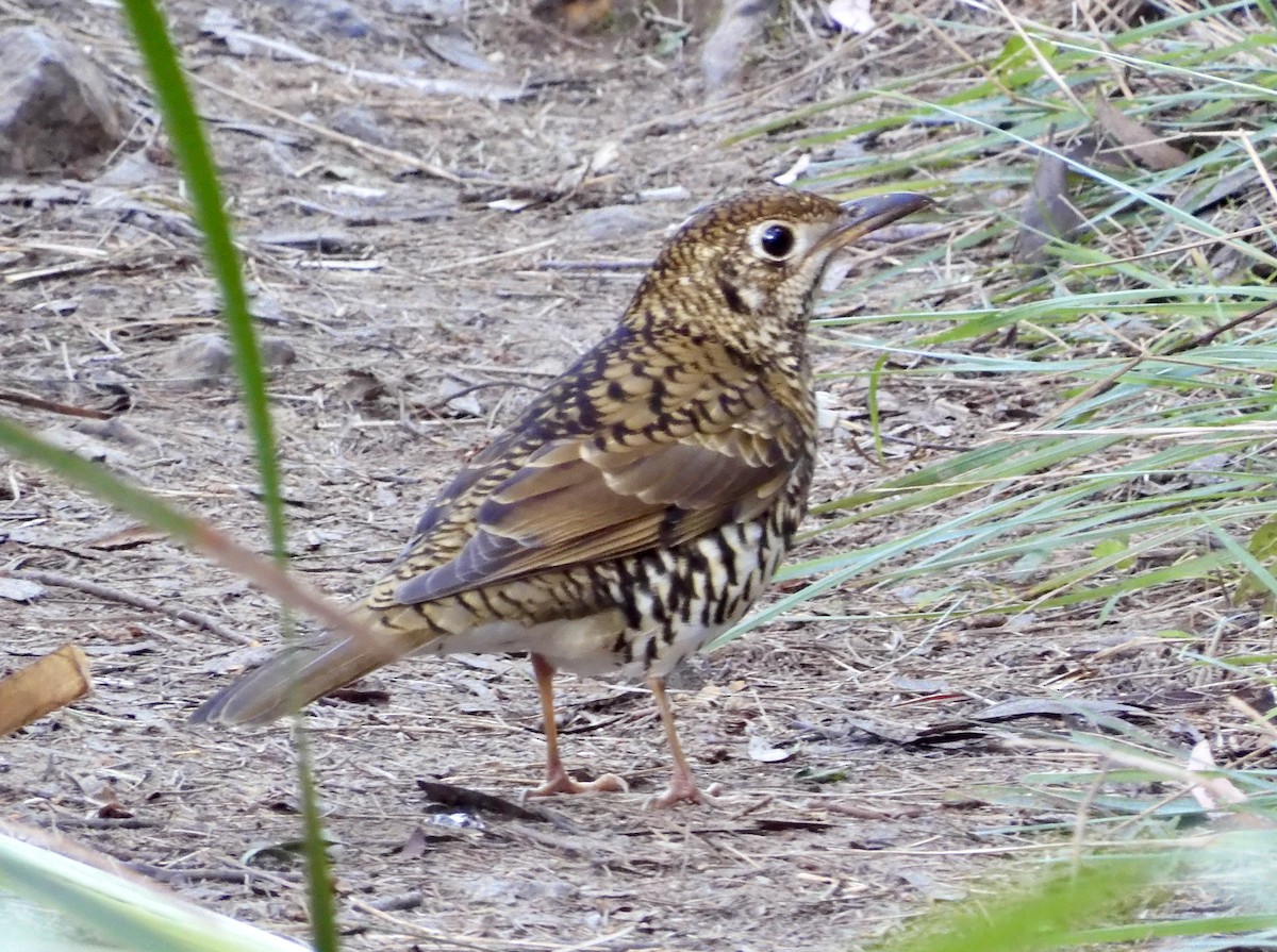 Bassian Thrush - ML620808076