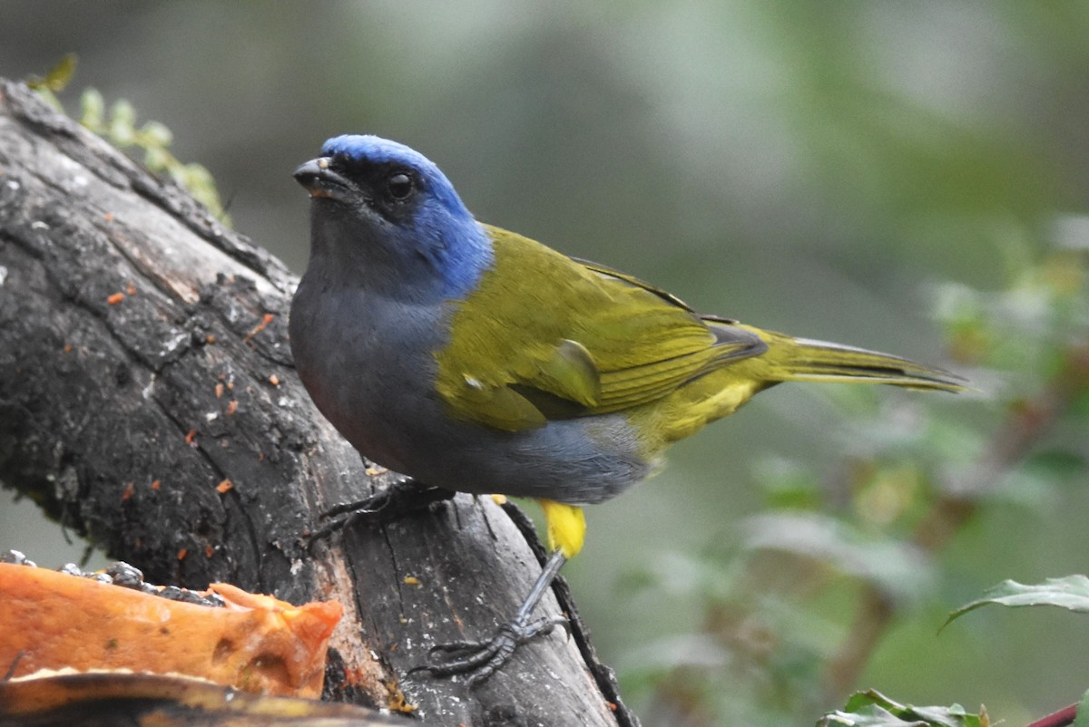 Blue-capped Tanager - ML620808079