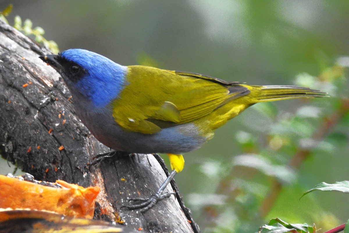 Blue-capped Tanager - Old Sam Peabody