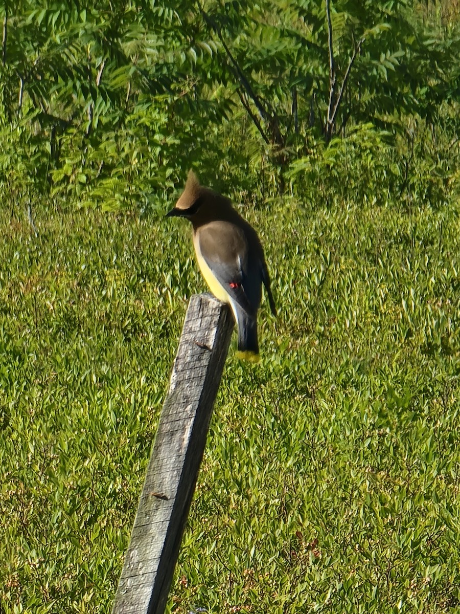 Cedar Waxwing - ML620808081