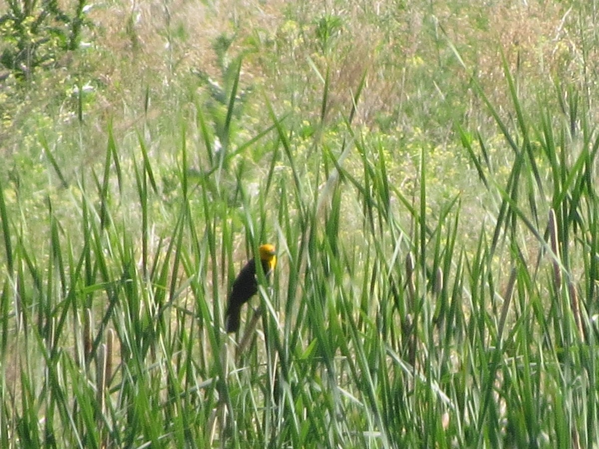 Yellow-headed Blackbird - ML620808082