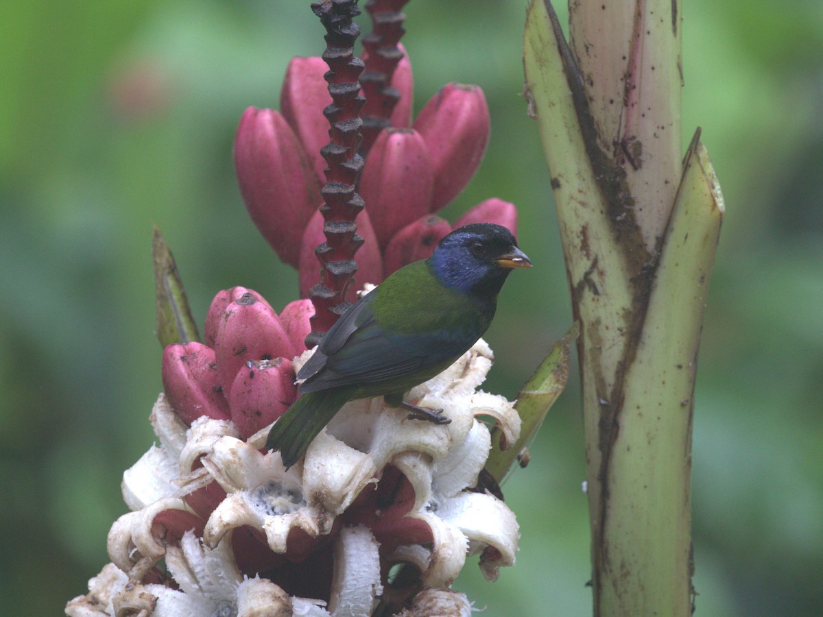 Moss-backed Tanager - ML620808084