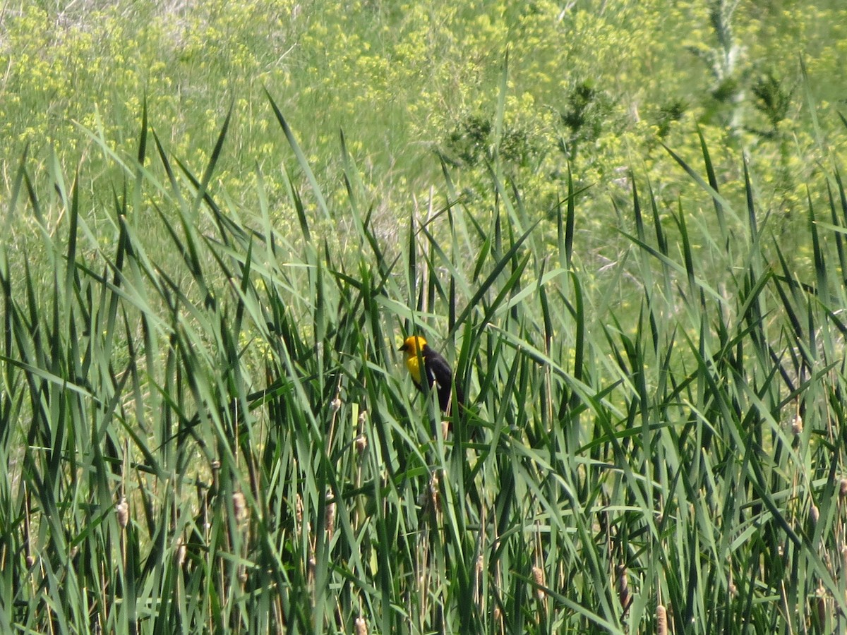 Yellow-headed Blackbird - ML620808085