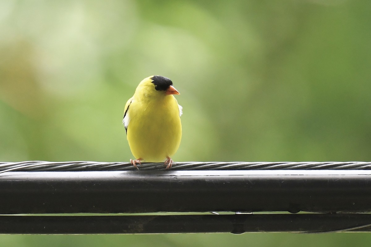 American Goldfinch - ML620808087