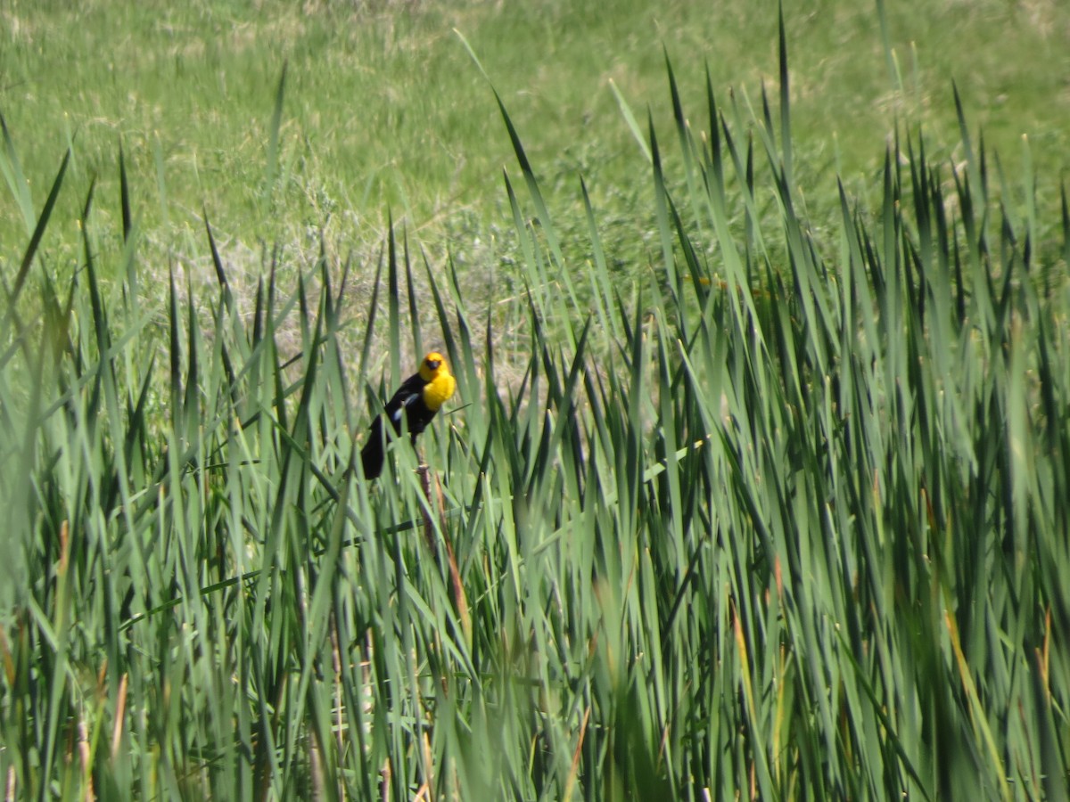 Yellow-headed Blackbird - ML620808088