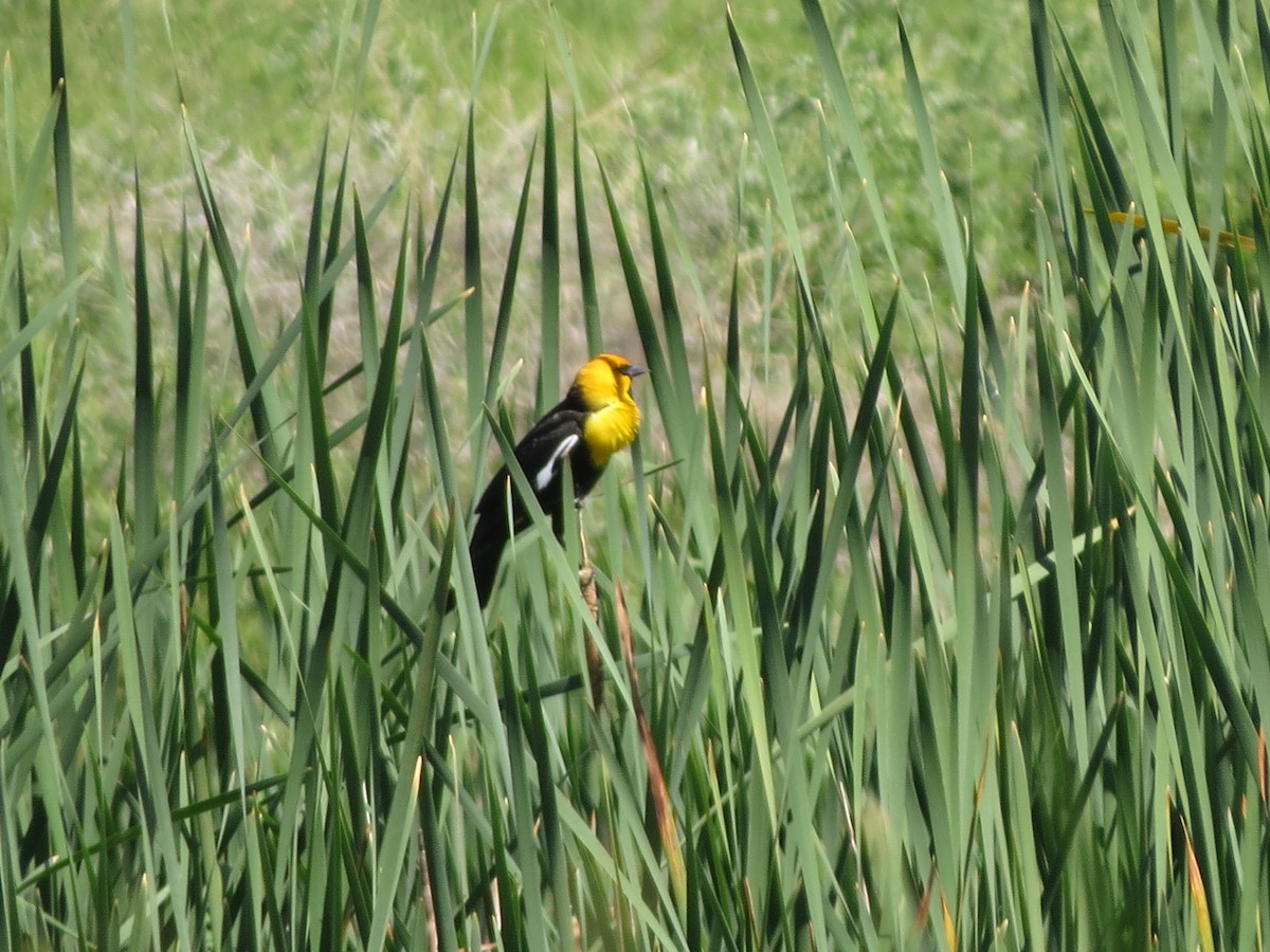 Yellow-headed Blackbird - ML620808089