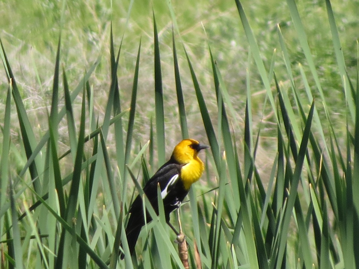 Yellow-headed Blackbird - ML620808090