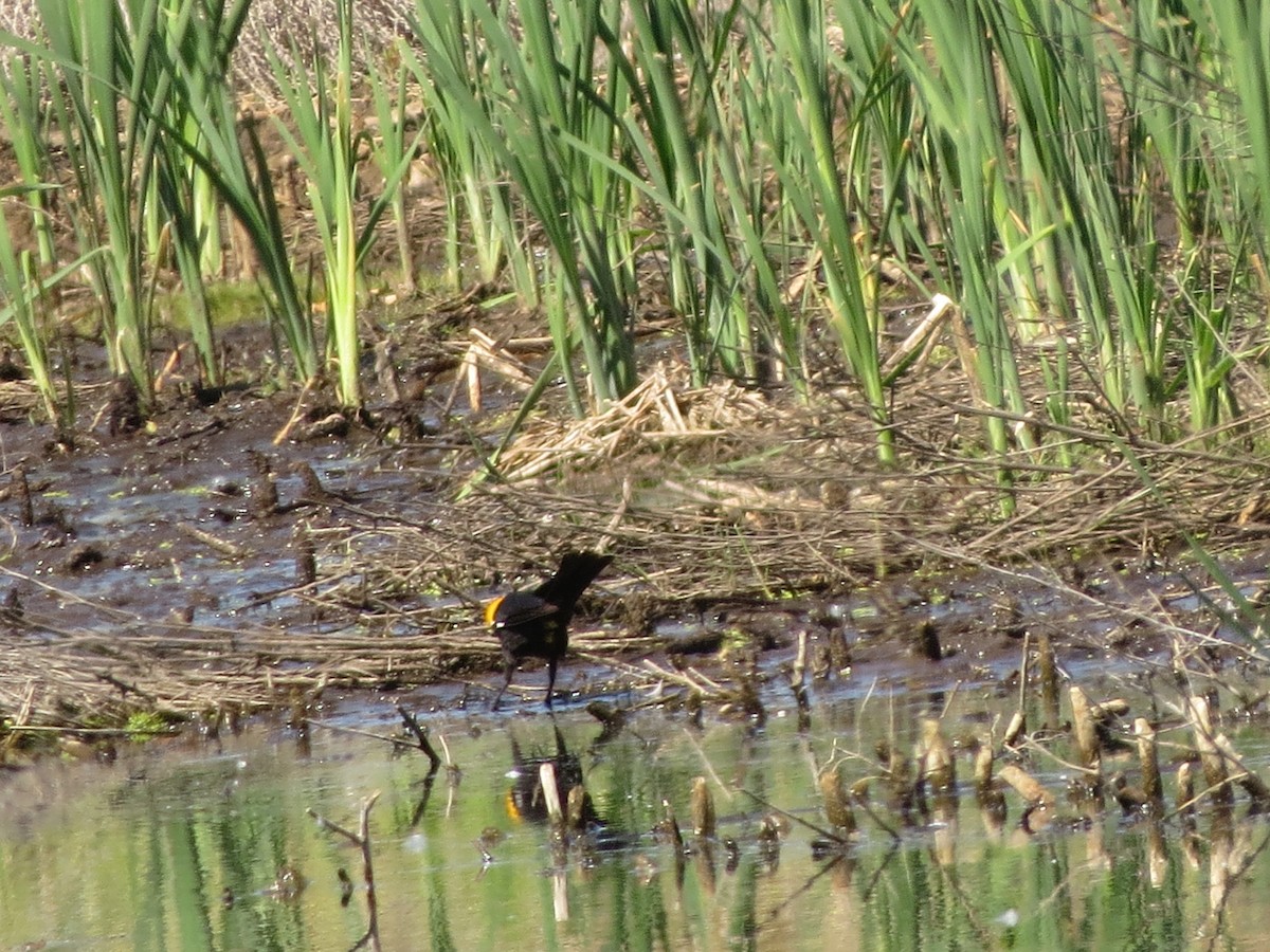 Yellow-headed Blackbird - ML620808094