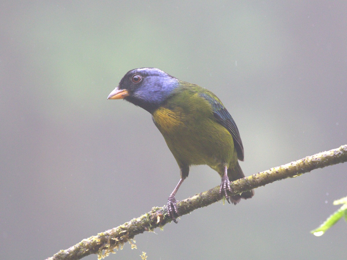 Moss-backed Tanager - ML620808097