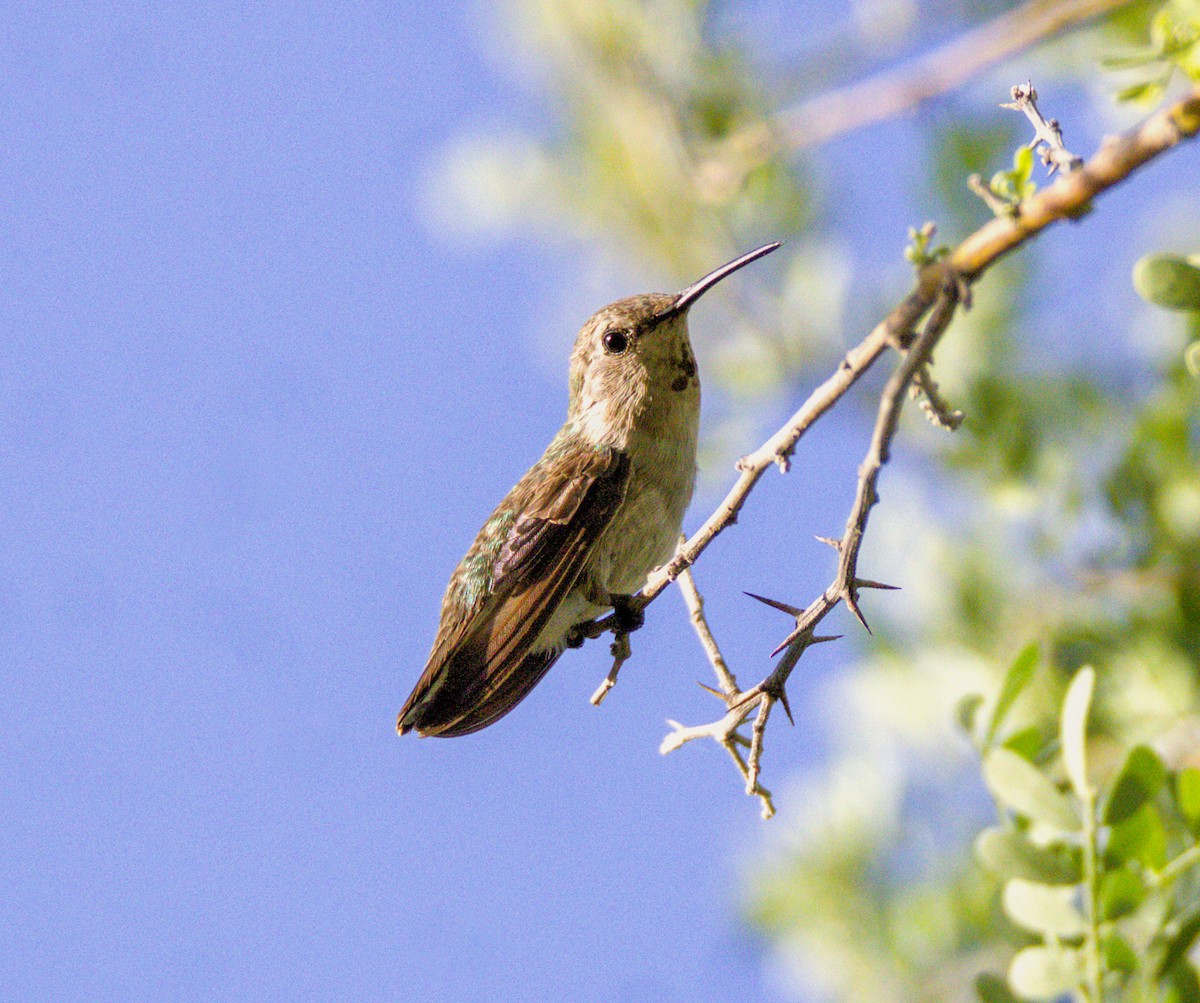 Anna's Hummingbird - ML620808099