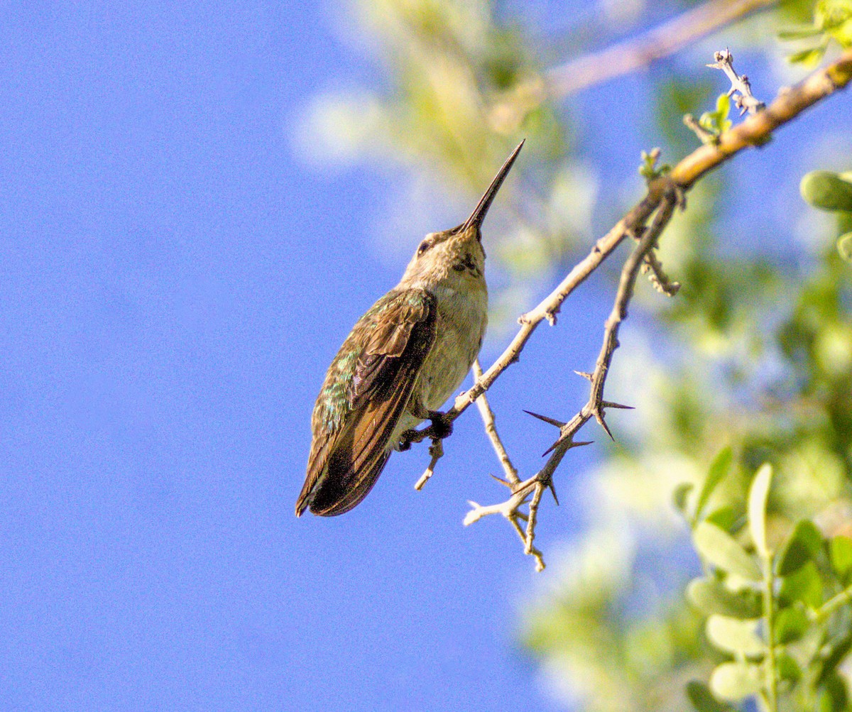 Anna's Hummingbird - ML620808100