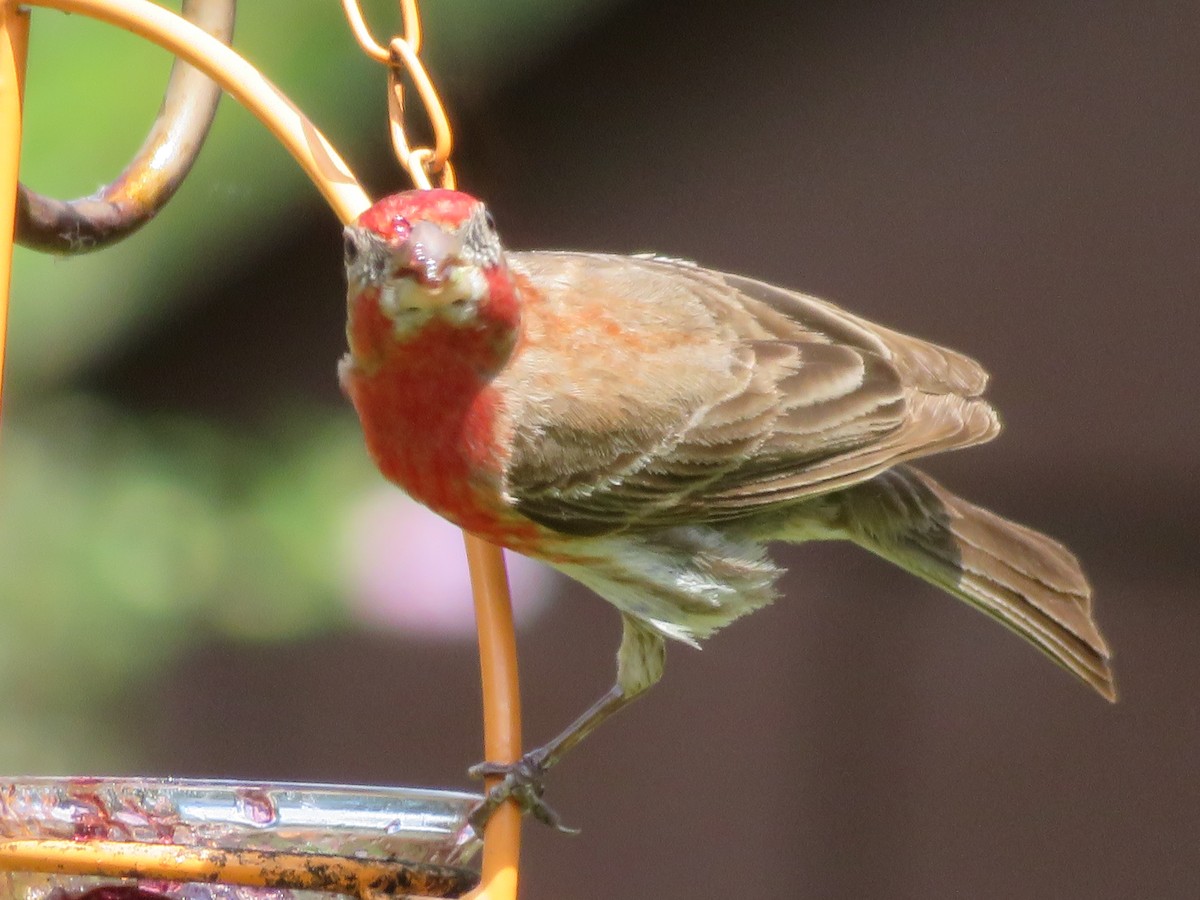 House Finch - ML620808102