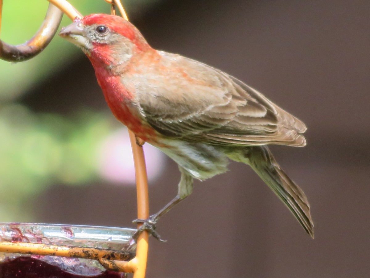 House Finch - ML620808103