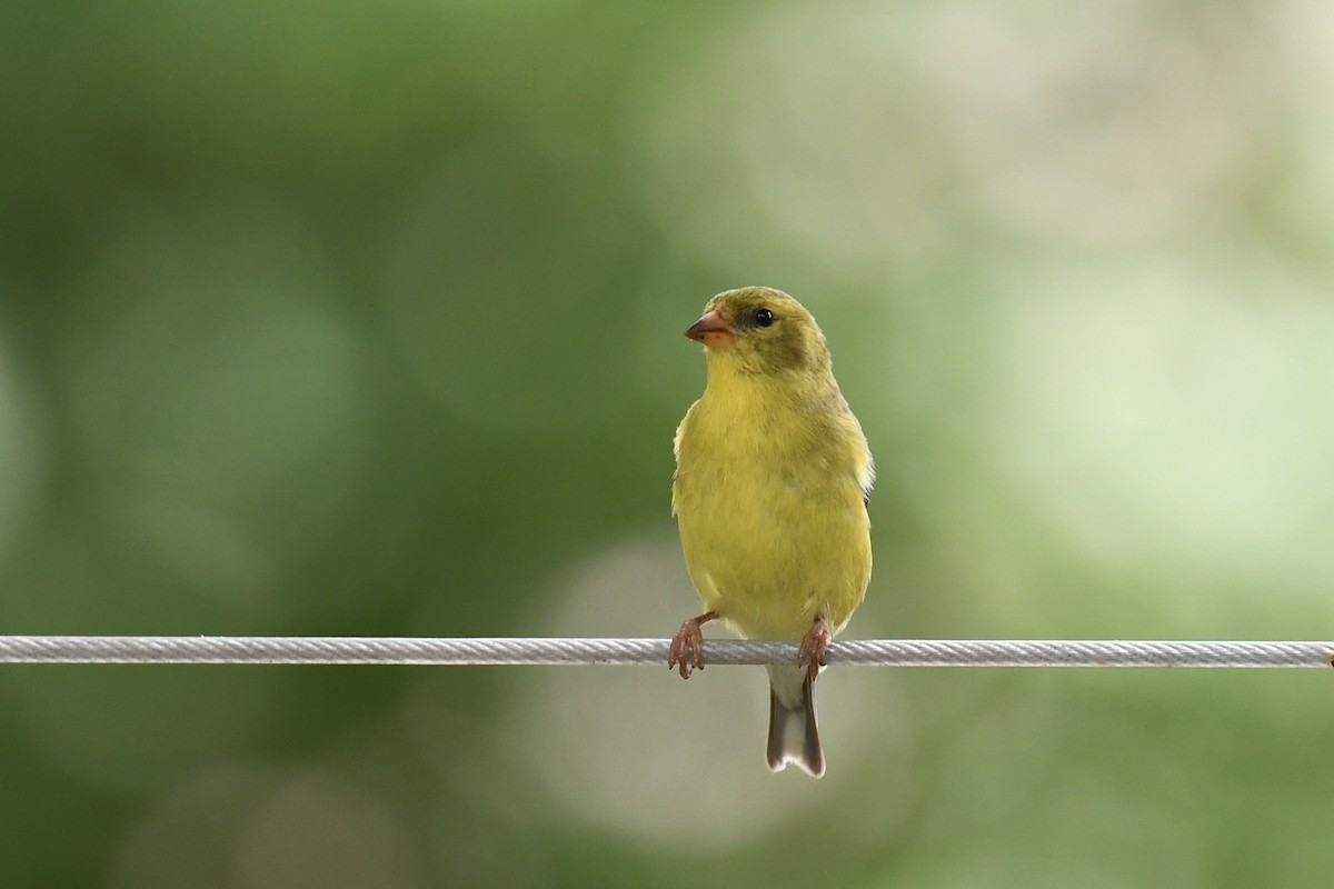 American Goldfinch - ML620808104