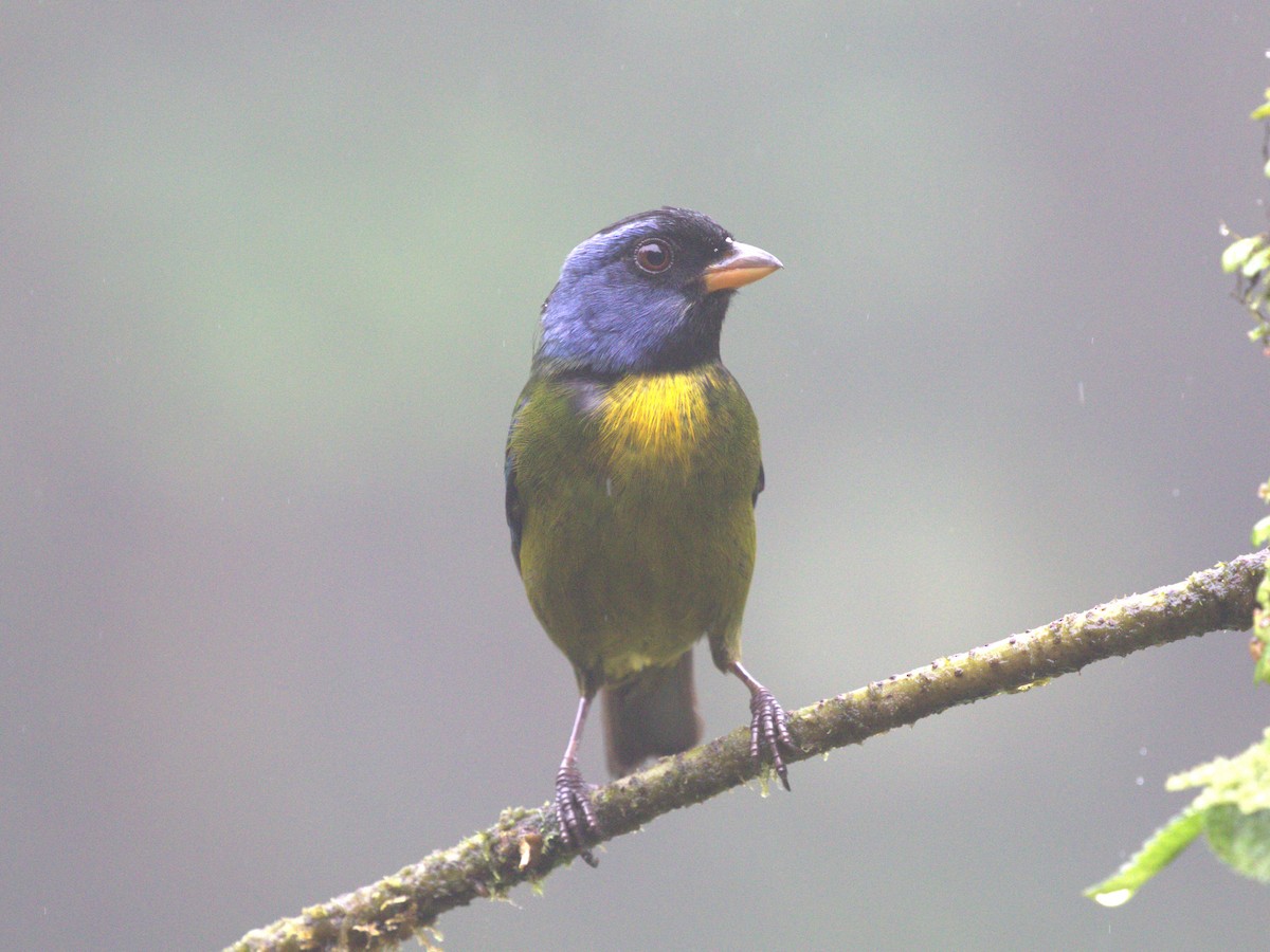 Moss-backed Tanager - ML620808105
