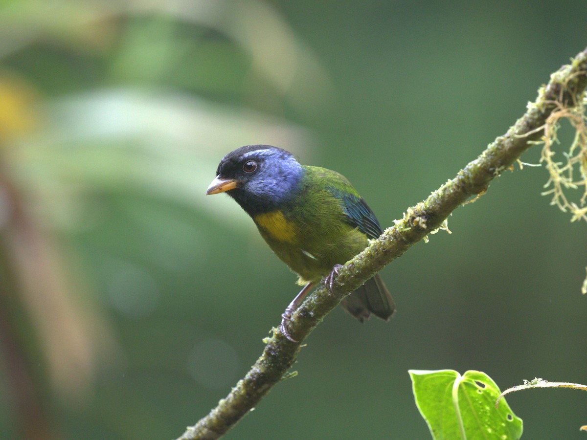 Moss-backed Tanager - ML620808106