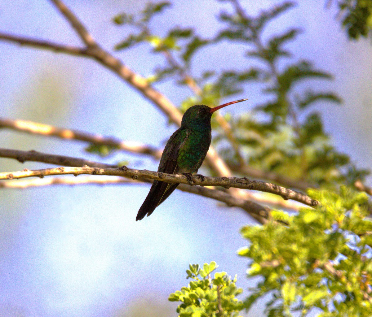 Broad-billed Hummingbird - Don Carney