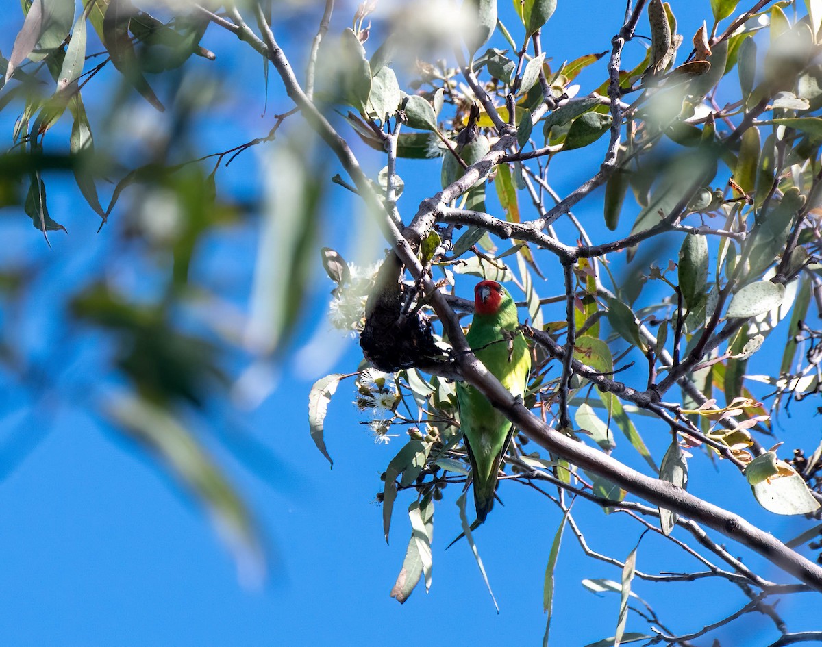 Little Lorikeet - ML620808110