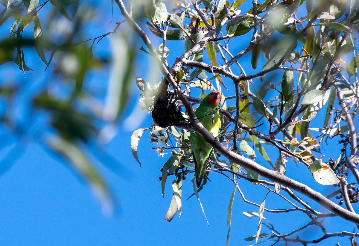 Little Lorikeet - ML620808111