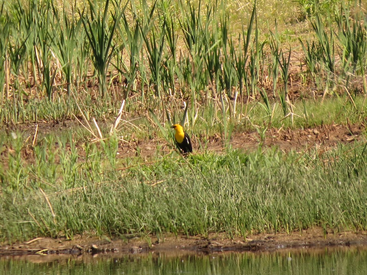 Yellow-headed Blackbird - ML620808112