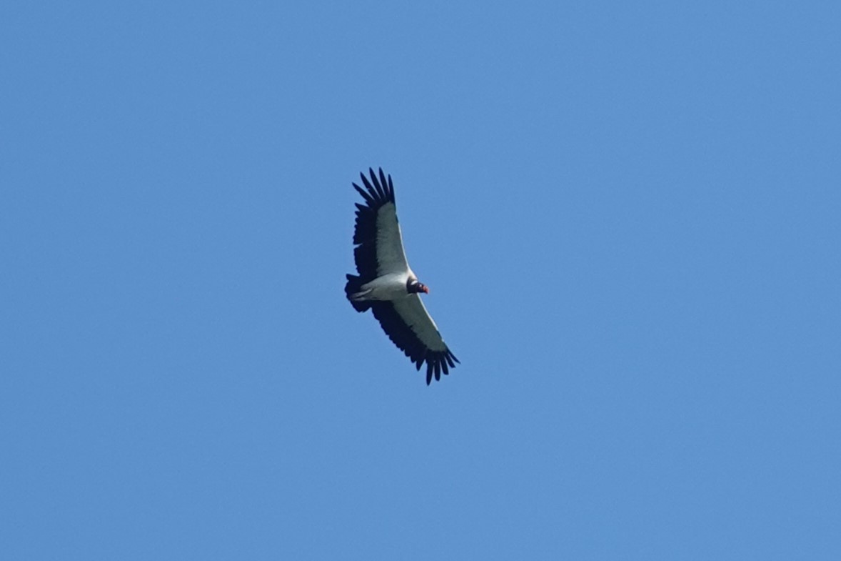 King Vulture - ML620808114