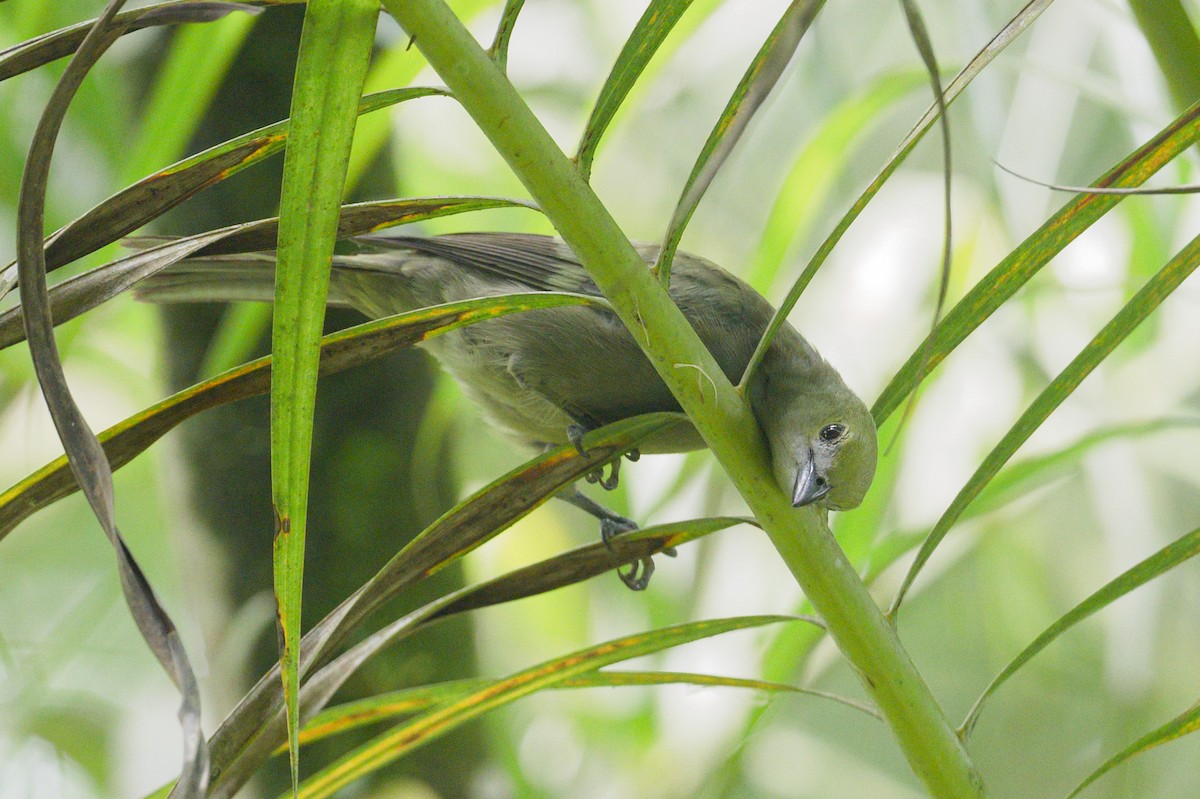 Palm Tanager - ML620808116