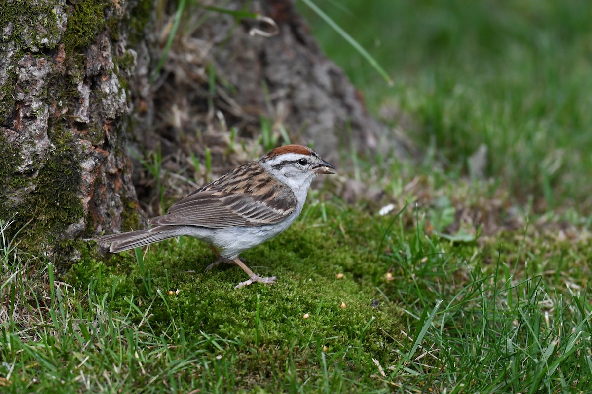 Chipping Sparrow - ML620808117
