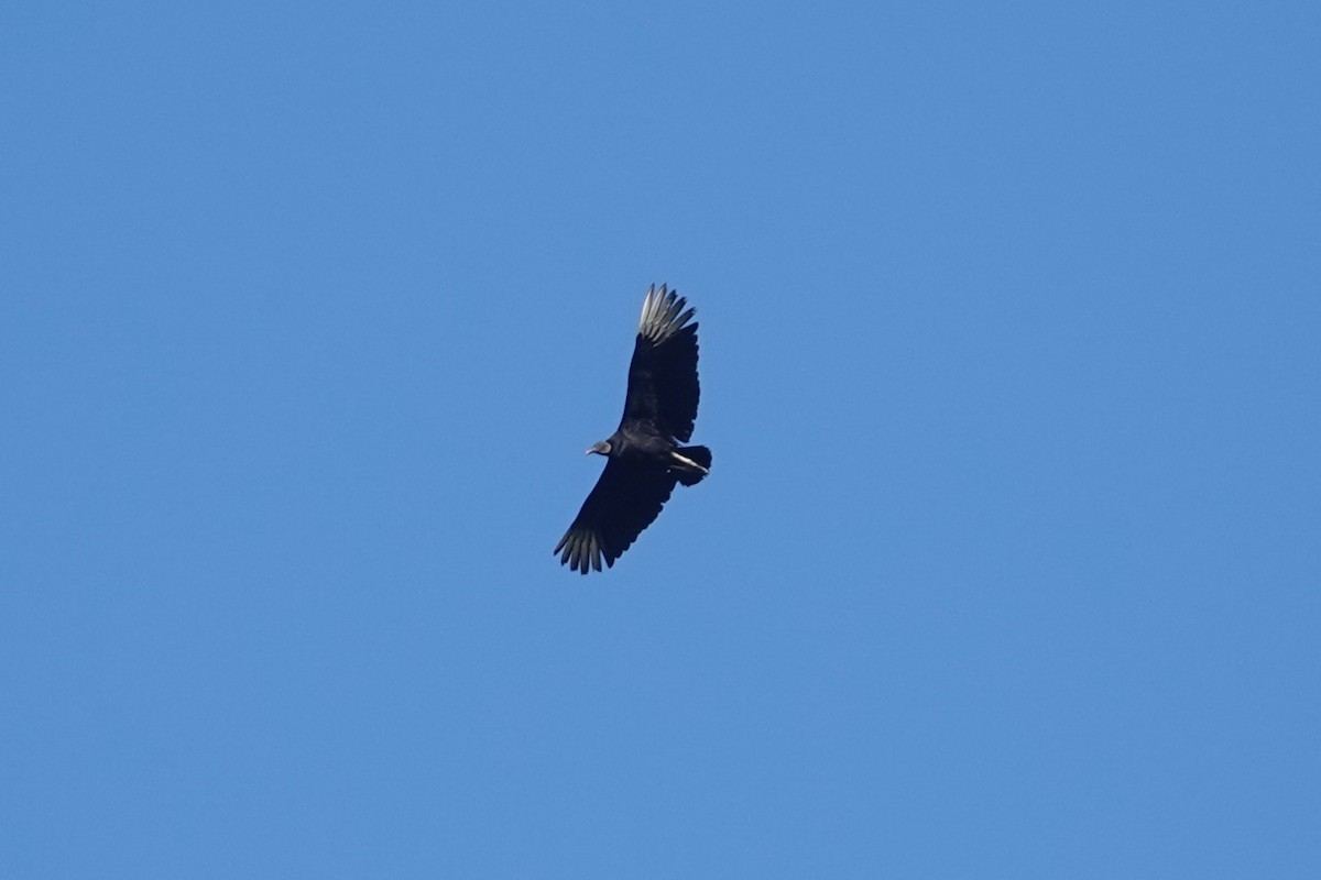 Black Vulture - ML620808118