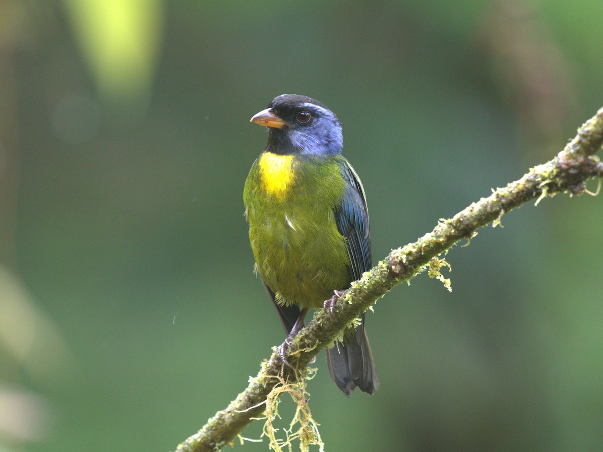 Moss-backed Tanager - ML620808119