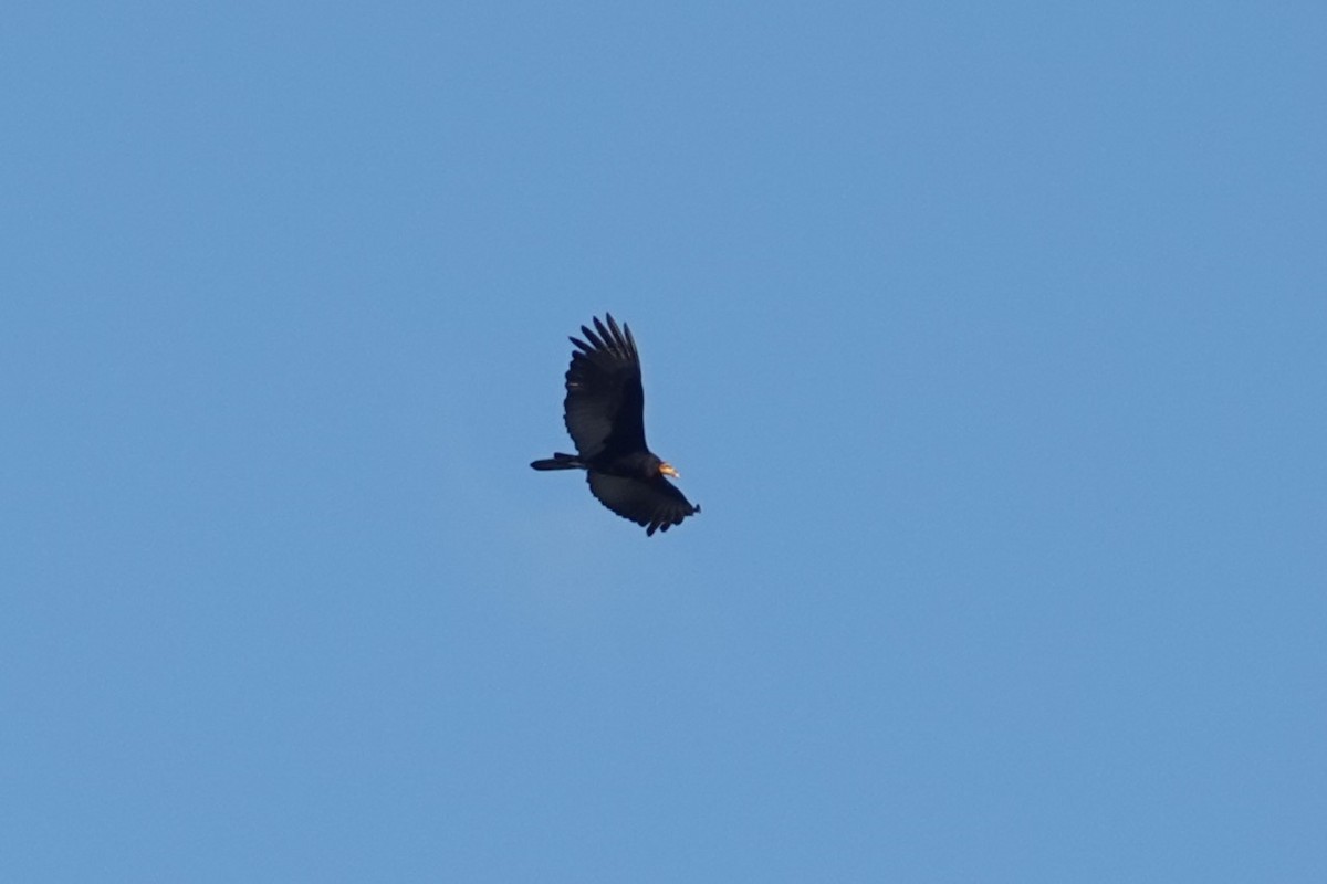 Greater Yellow-headed Vulture - ML620808121
