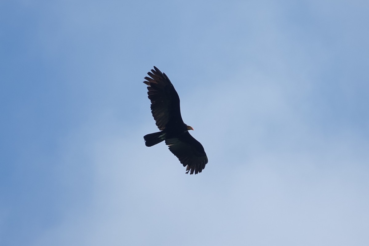 Greater Yellow-headed Vulture - ML620808122