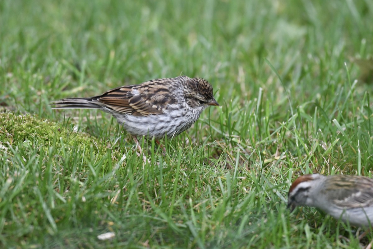 Chipping Sparrow - ML620808125