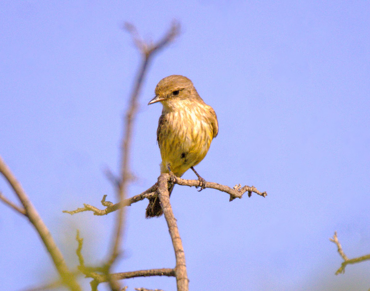 Vermilion Flycatcher - ML620808128