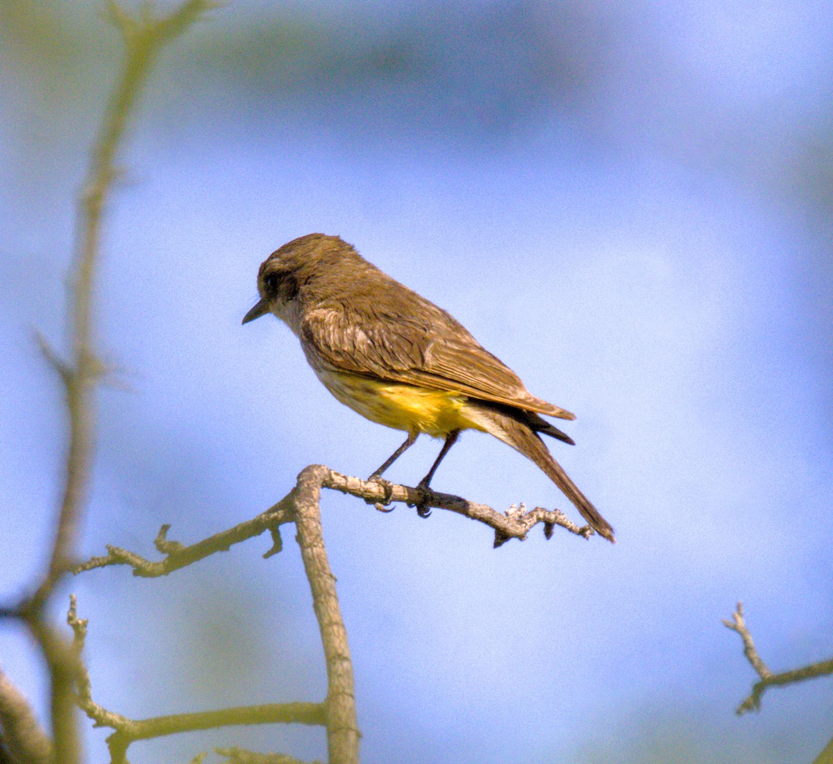 Vermilion Flycatcher - ML620808129