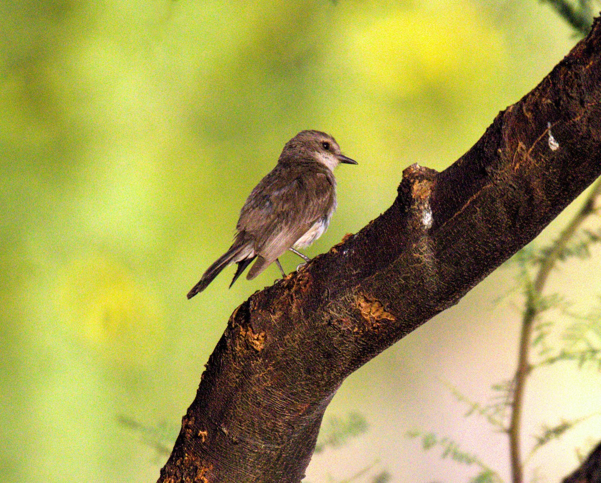 Vermilion Flycatcher - ML620808130