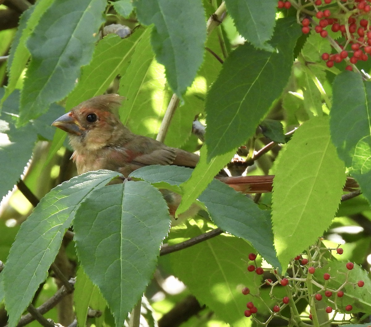 Cardinal rouge - ML620808135