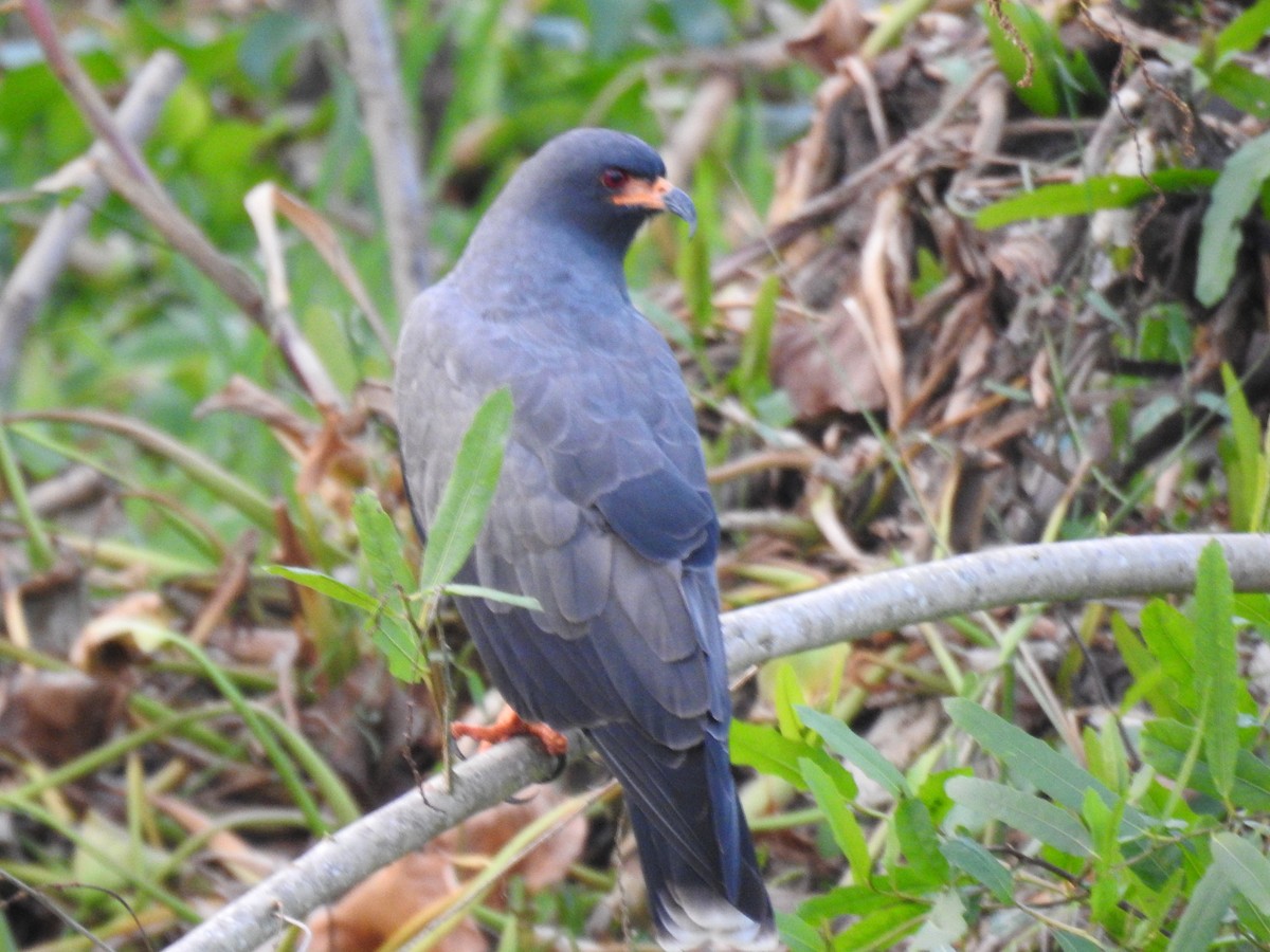 Snail Kite - ML620808136