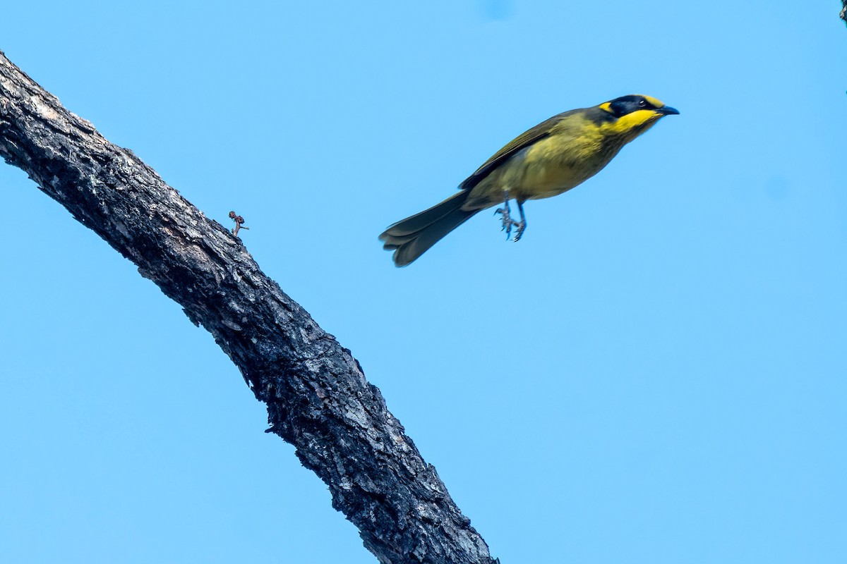 Yellow-tufted Honeyeater - ML620808137